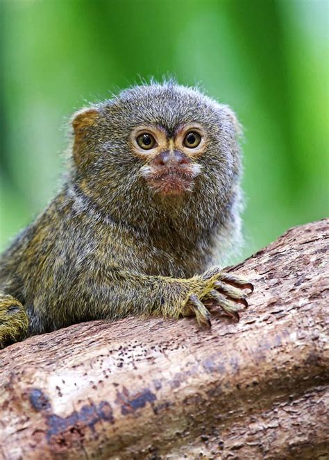 31 Pygmy Marmoset Facts: Guide to Finger Monkeys (Cebuella pygmaea ...