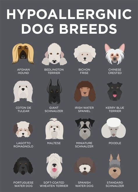 20+ Hypoallergenic Dog Breeds: Low-Shed & Low-Maintenance