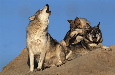 Watch Entire Wolf Pack Roaming Minnesota Wilderness in Stunning Footage ...