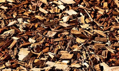 The Pros and Cons of Wood Chip Mulch