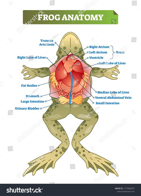 Frog Anatomy Labeled Vector Illustration Scheme: เวกเตอร์สต็อก (ปลอดค่า ...