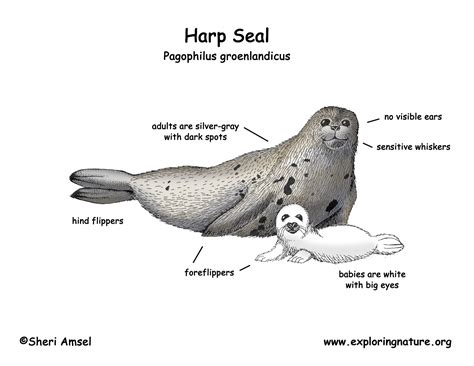 Seal (Harp)