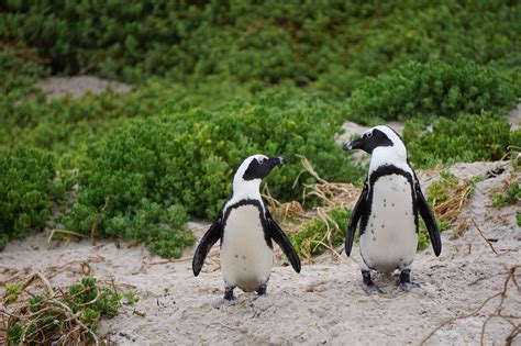 Schattig! Nieuwe pinguïns komen in Burgers' Zoo wonen - indebuurt Arnhem