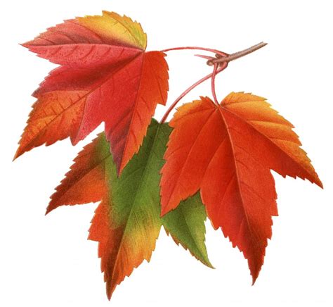 Autumn Leaves Graphics - ClipArt Best