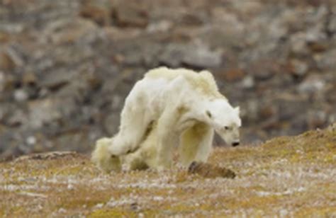 Canadian photographer’s video of emaciated polar bear on Baffin Island ...