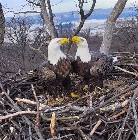 ‘They’re back together’: Bald eagle couple in Washington get back ...