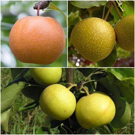 3-in-1 Asian Pear Jubilee Tree - Different Asian Pear varieties grow o ...