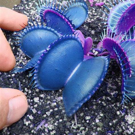 Egrow 100 PCS Garden Potted Blue Insectivorous Plant Seeds Rare Dionaea ...