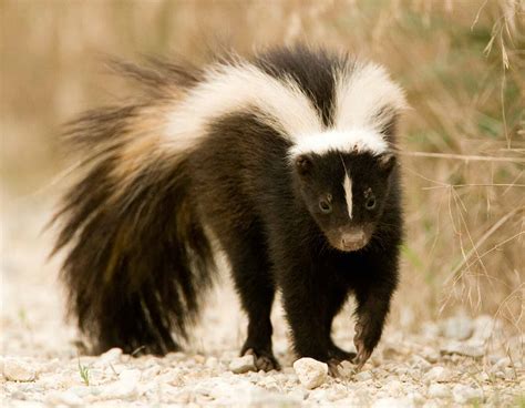 Striped Skunk | MDC Discover Nature