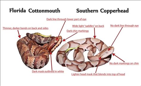 Southern Copperhead vs. Florida Cottonmouth An Identification Challenge ...