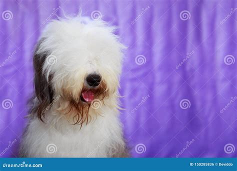 Dog breed bobtail stock photo. Image of breed, cute - 150285836