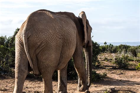 Addo Elephant National Park - The Passport Pair