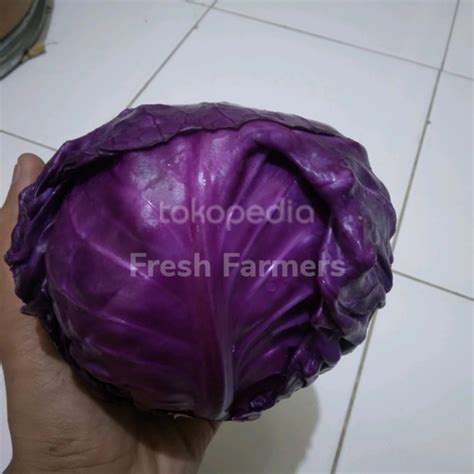 Jual Kol Ungu 500gr - 500gr - Jakarta Selatan - Fresh Farmers | Tokopedia