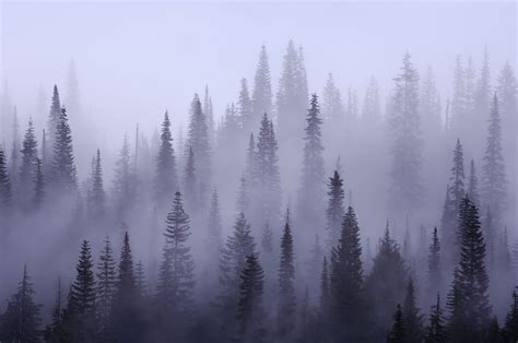 Buy Misty forest wallpaper - Free US shipping at Happywall.com