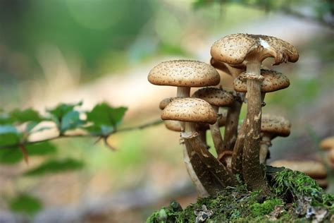 12 of the Best Edible Mushrooms that You can Grow at Home - Garden and ...