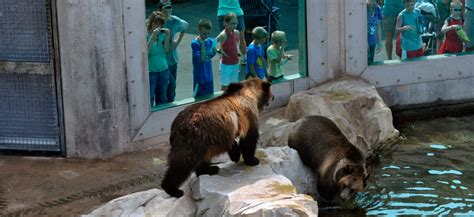 Our Grizzly Bears | Louisville Zoo