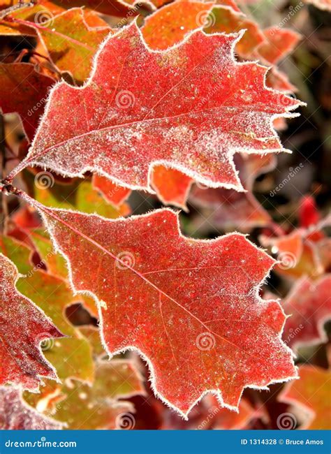 November leaves stock photo. Image of colorful, burning - 1314328