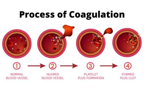 Blood Coagulation-Mechanism and Process Pathways