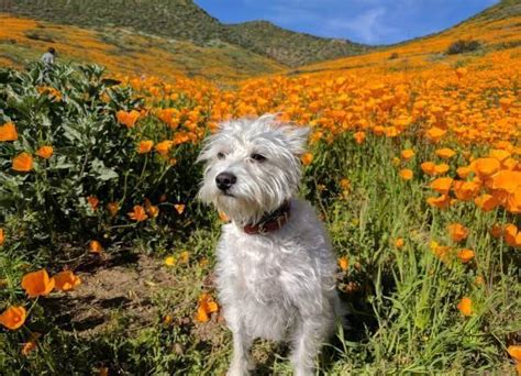 White Westie mix- poodle-terrier for Sale in Long Beach, California ...