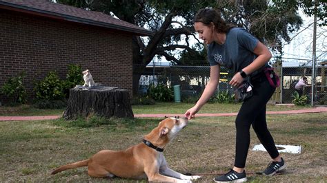 Pensacola Humane Society adopts out its longest standing resident