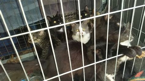 cat-rescue | Hillside SPCA, Inc.