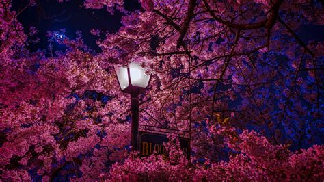 sakura 4k wallpaper Sakura domain wallpapers background – BestWallpaper