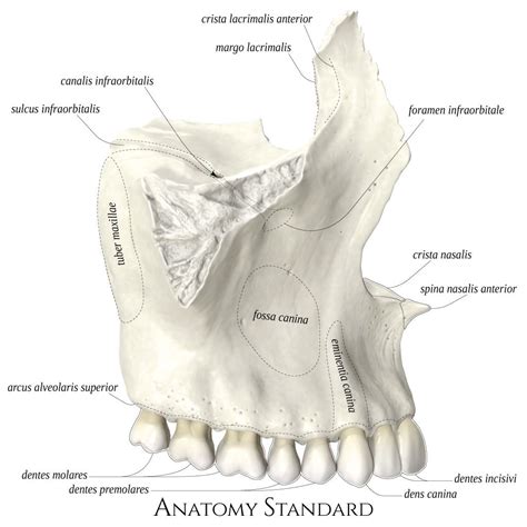 Maxillary Bone Anatomy