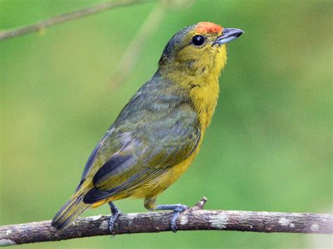 Spot-crowned Euphonia - eBird