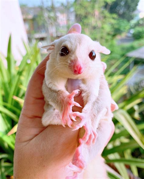 20+ Sugar Glider Colors and Patterns Explained (With Pictures)