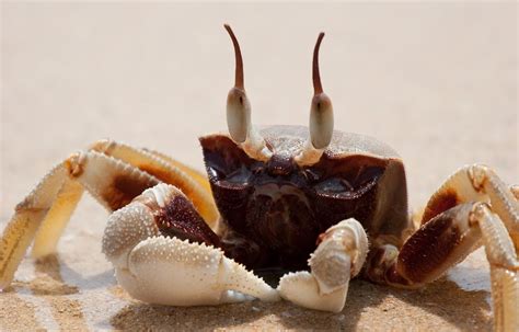 Mick's marine biology: Horn-eyed ghost crabs (Ocypode ceratophtalmus ...