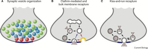 Synaptic vesicles: Current Biology