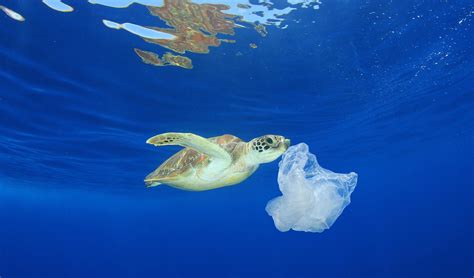 Great Pacific Garbage Patch Turtle