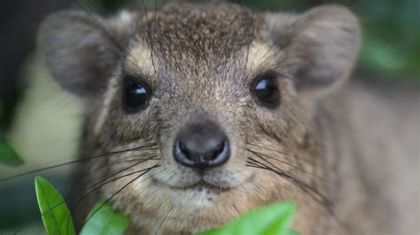 Rock Hyrax Fact Sheet | Blog | Nature | PBS