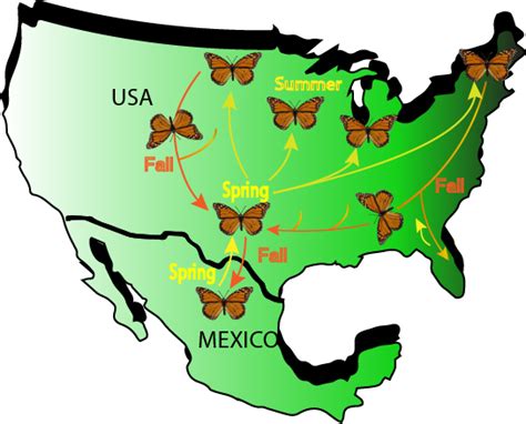 Arithmetik Pflasterung Beteiligt map of monarch butterfly migration ...