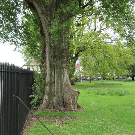 Populus nigra 'Italica' in Victoria Park