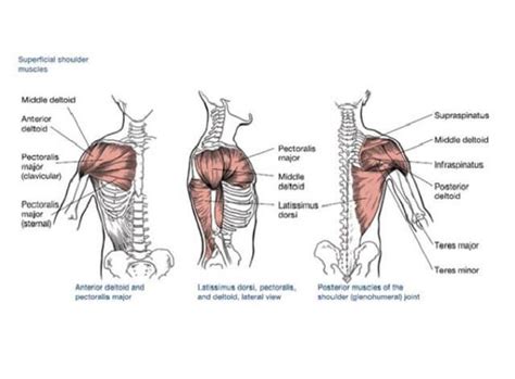 shoulder muscles | Shoulder muscle anatomy, Shoulder anatomy, Shoulder day