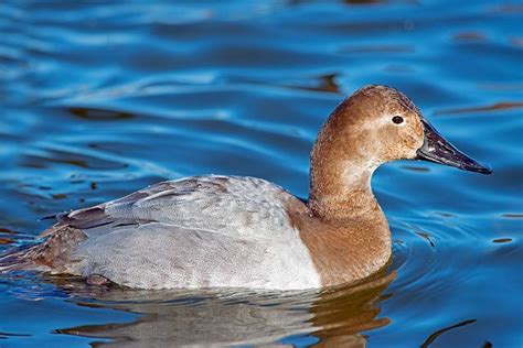 Female Canvasback | Birds, Animals, Female