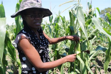 Policy Inconsistencies and Poor Research Slow Young Farmers in Africa ...