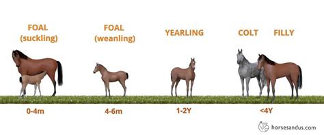 What Is A Baby Horse Called? First Year and Predicted Height