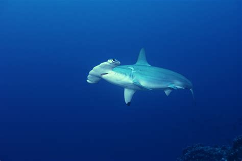 What Is a Hammerhead Shark's Behavior Like? | Sciencing