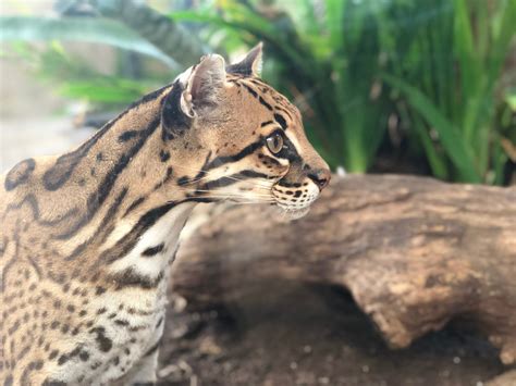 How Much Do Ocelots Cost