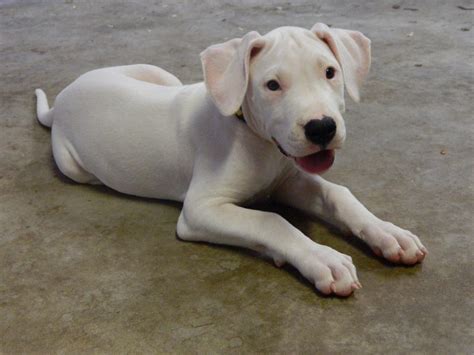 Delilah - Female AKC Dogo Argentino puppy for sale at Huffman, Texas ...