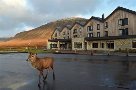 Newly Refurbished Kingshouse Hotel in Glencoe with Red Stag in ...