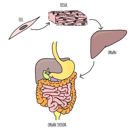 Animal Tissues, Organs and Organ Systems — the science sauce