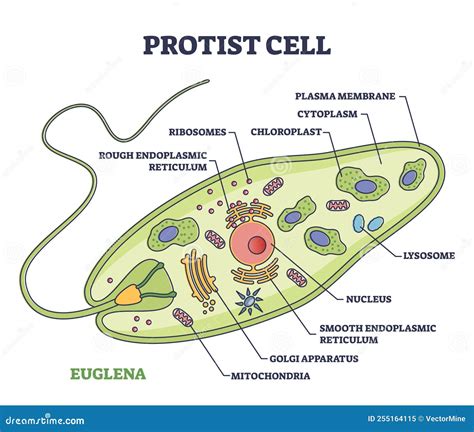 Protist Cell Anatomy with Euglena Microorganism Structure Outline ...