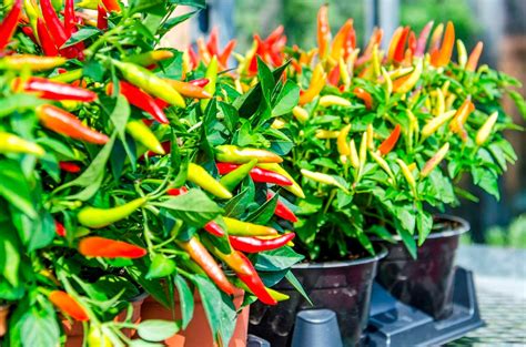 Chili plants and best tips on how to grow them at your home in containers