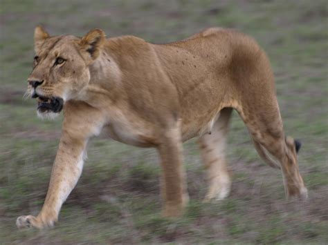 Lioness hunting Photograph by Kathy Dunce