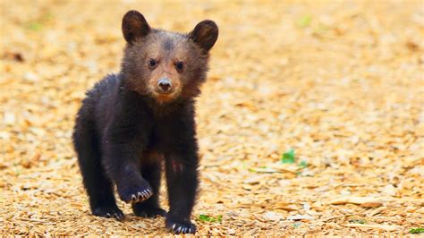 14 Pictures of the Cutest Bear Cubs You'll Ever See | PETA