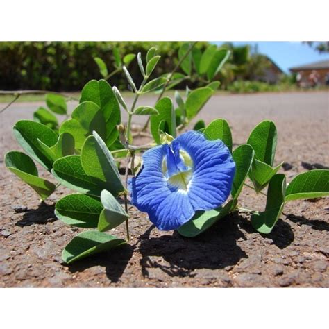 Butterfly Pea, Blue Pea Vine Seeds (Clitoria ternatea) - Price €2.65