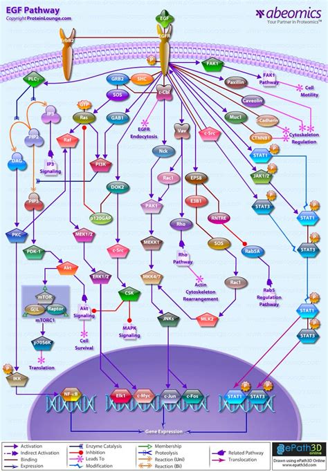 EGF Pathway